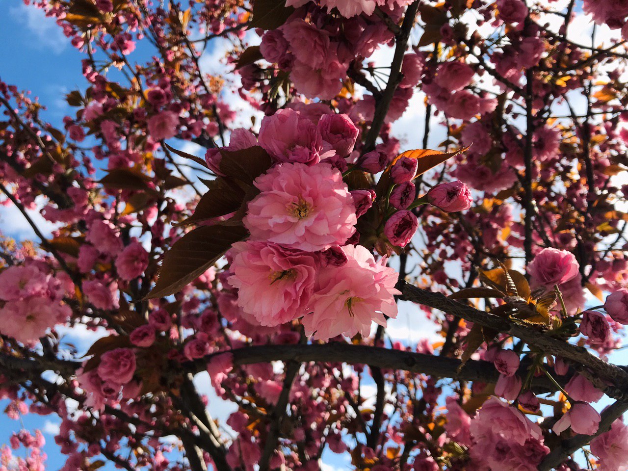 Сакури на Сихові. Фото: VG Львів