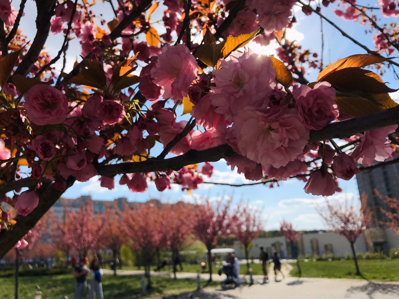 Сакури на Сихові. Фото: VG Львів