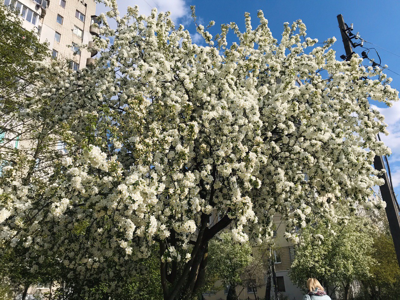 Львів розквіт. Фото: VG Львів