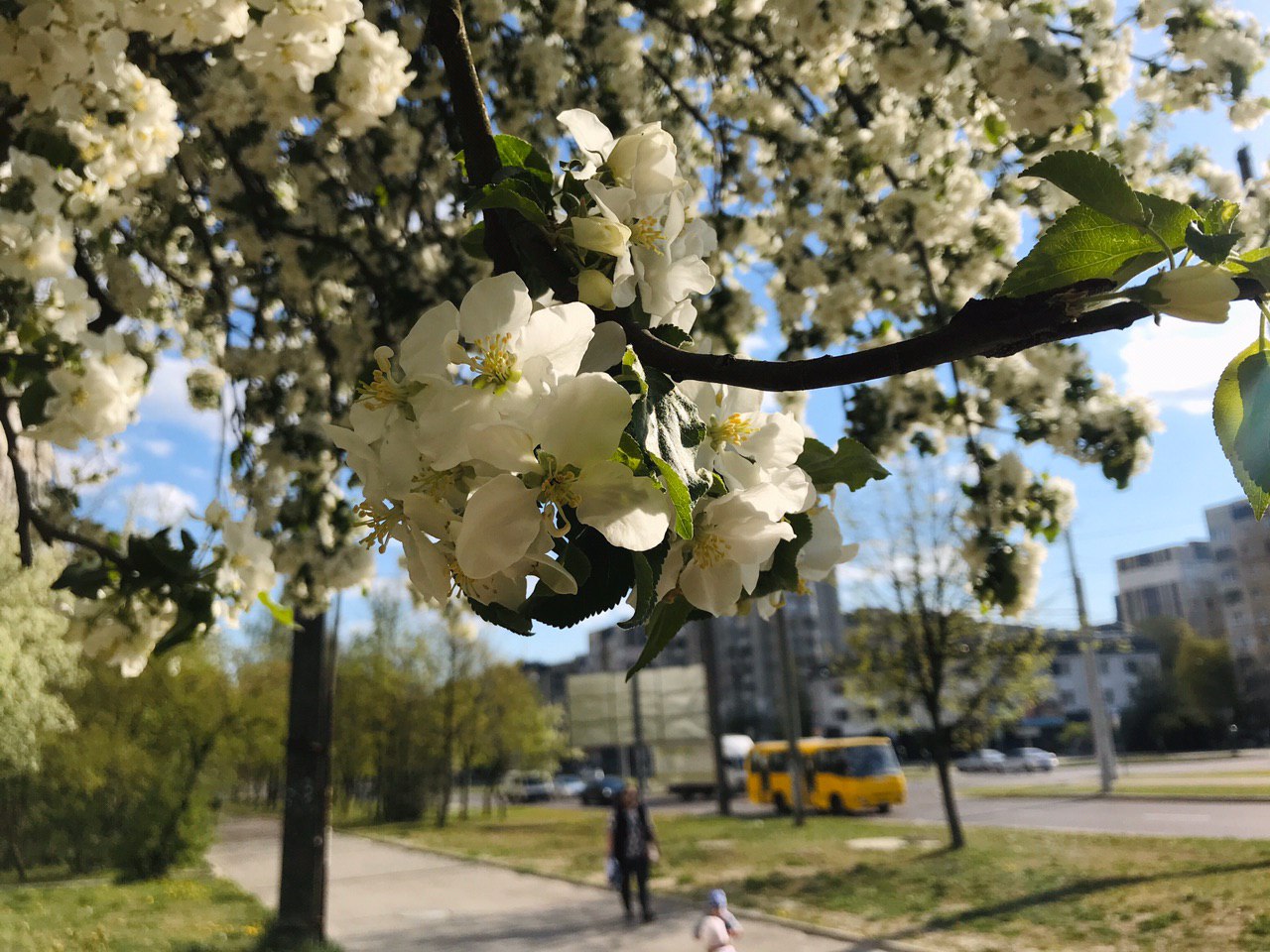 Львів розквіт. Фото: VG Львів