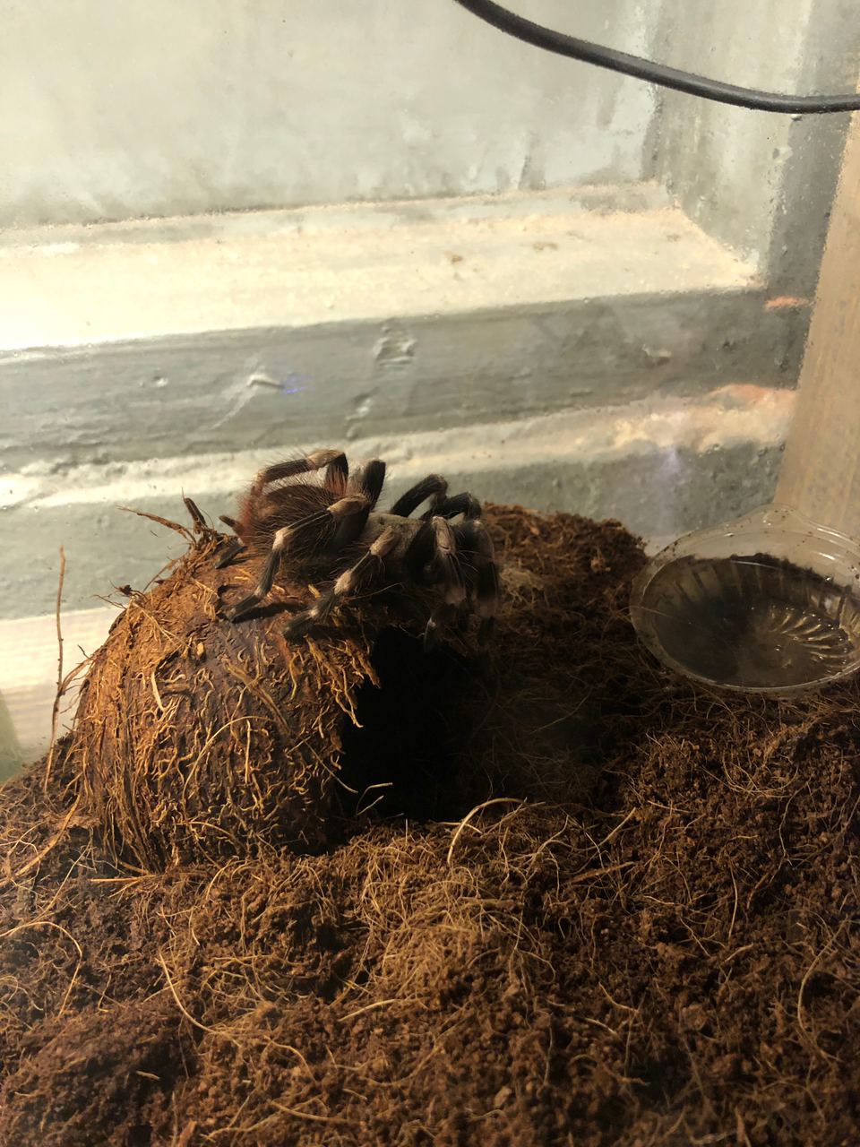 На Вірменській відкрили нове незвичайне кафе. Фото: VG Львів