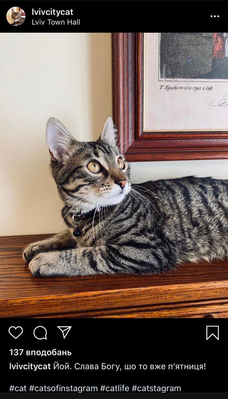 Котячий мер Львова завів акаунт в Instagram. Скріншот Lvivcitycat
