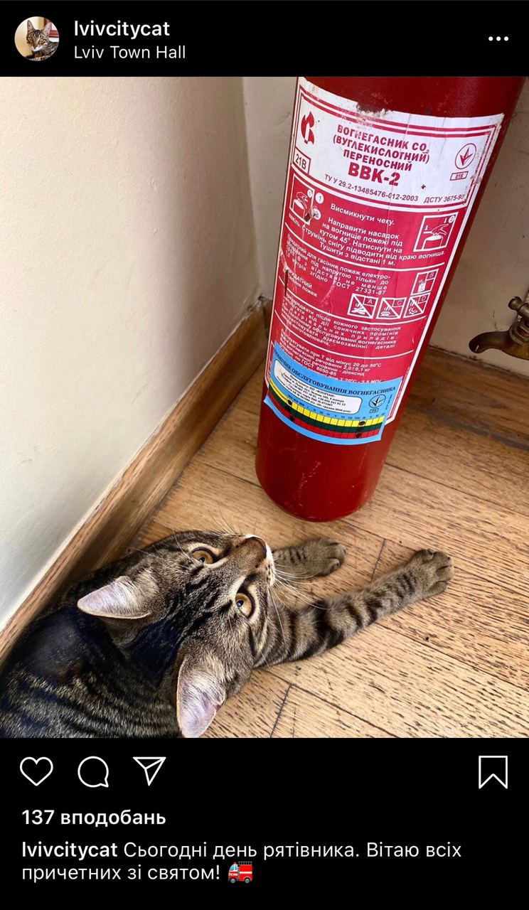 Котячий мер Львова завів акаунт в Instagram. Скріншот Lvivcitycat