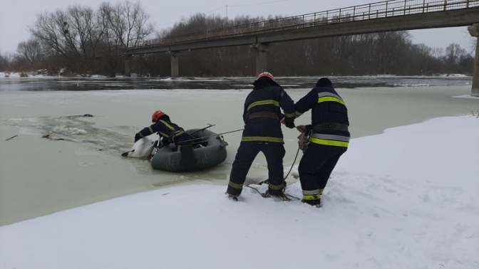 З крижаної пастки у Сокалі врятували шістнадцятьох лебедів. Фото рятувальників