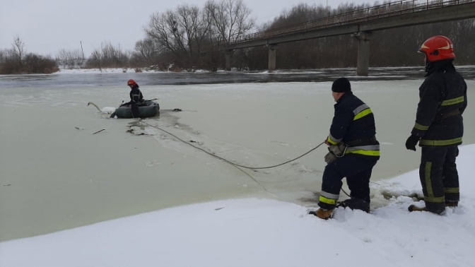 З крижаної пастки у Сокалі врятували шістнадцятьох лебедів. Фото рятувальників