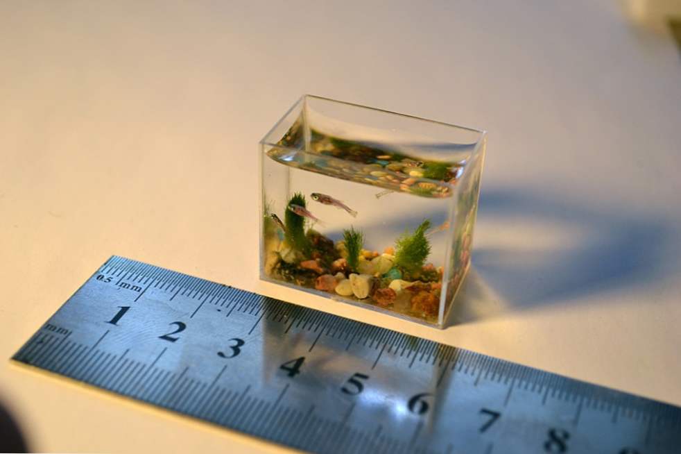 Декоративний акваріум. Фото: dovkilya.at.ua