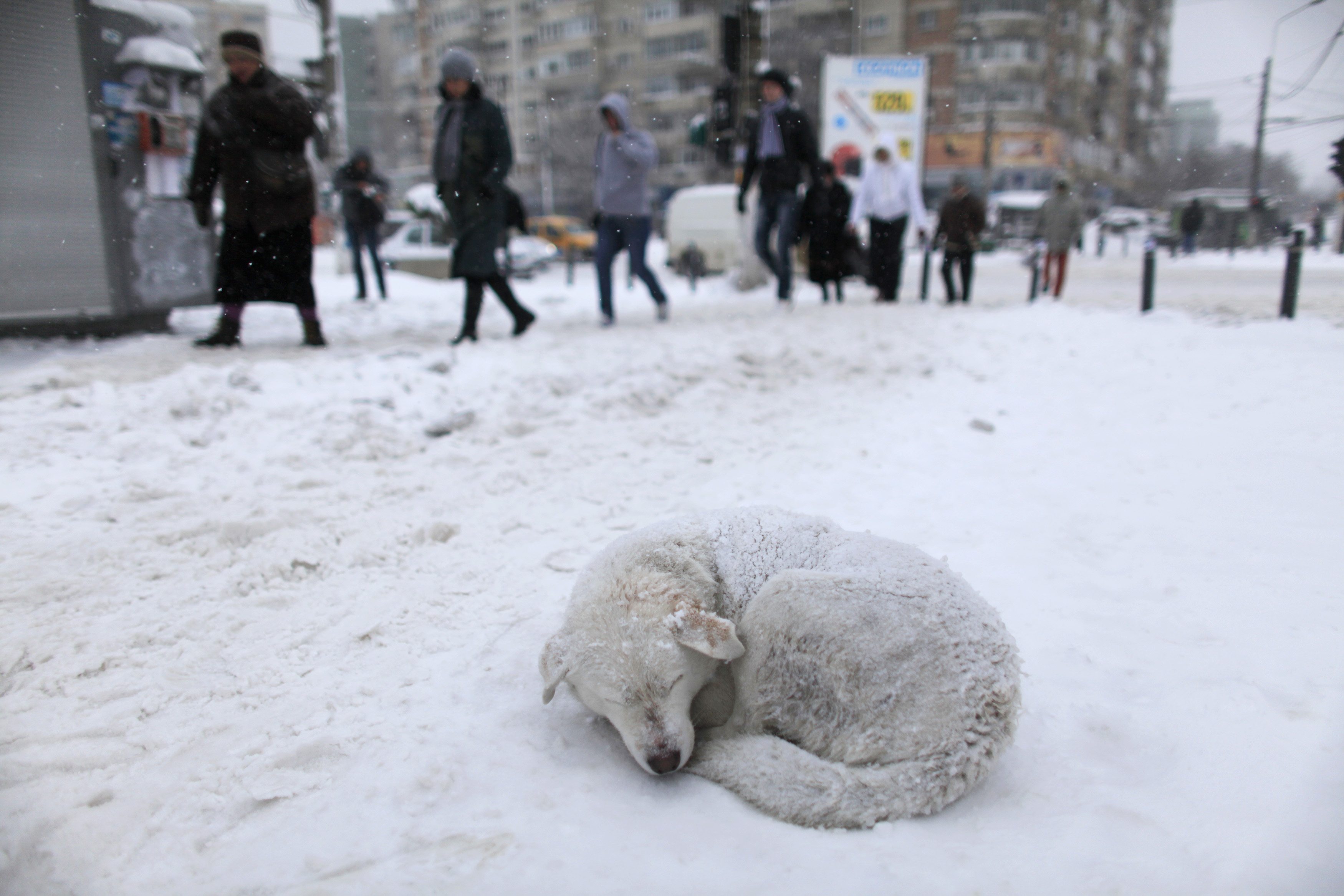 Наступают сильные морозы. Собака замерзла в снегу. Собака зимой на улице. Мороз животные. Щенок замерзает в снегу.