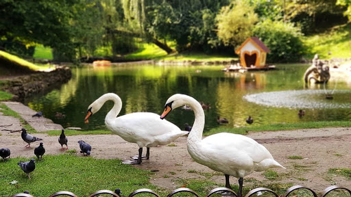 Лебеді в Стрийському парку. Фото: Про Львів