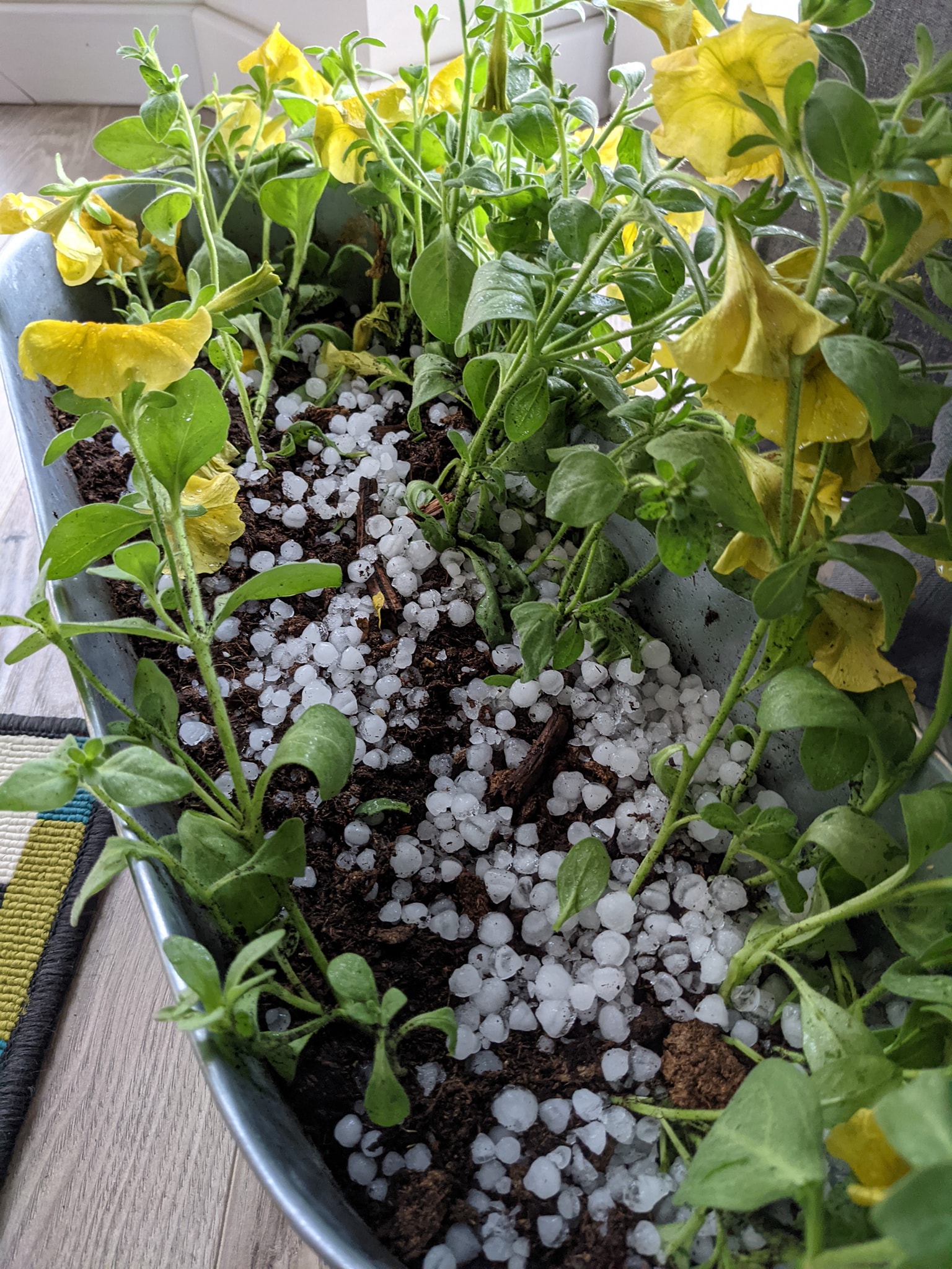 Львів засипало градом. Фото: Варта1