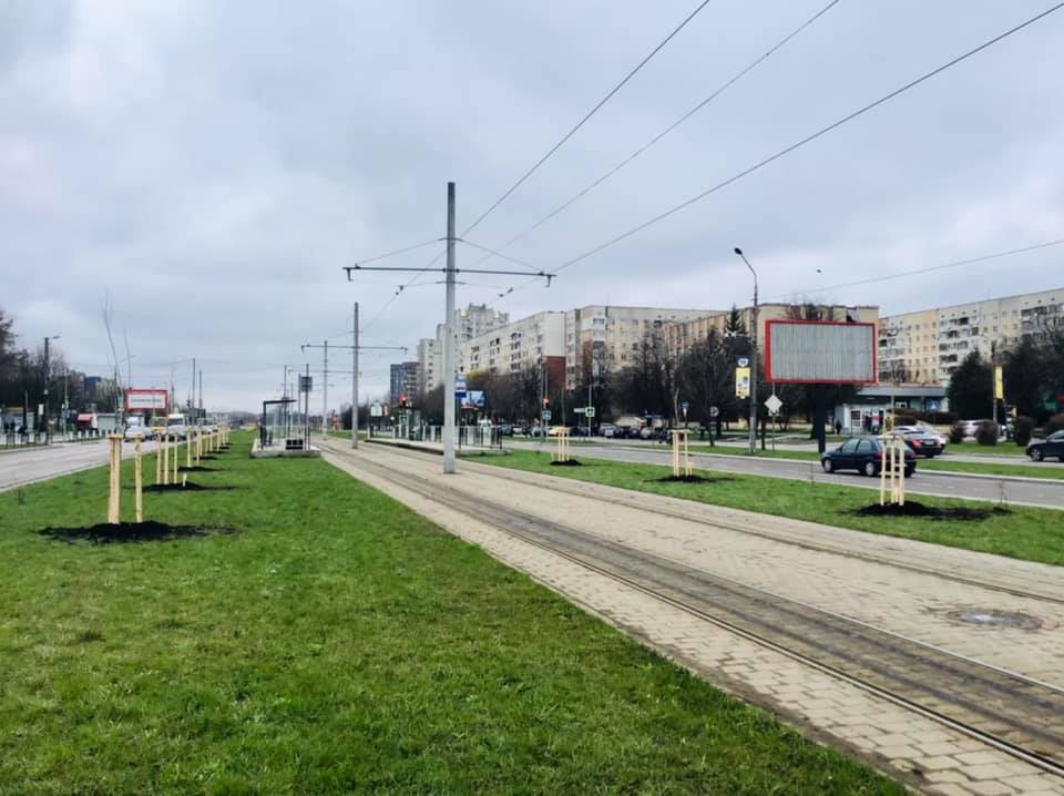 У Львові висадили першу алею італійських тополь. Фото: Львівська міська рада