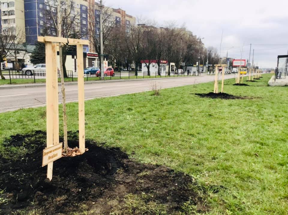 У Львові висадили першу алею італійських тополь. Фото: Львівська міська рада