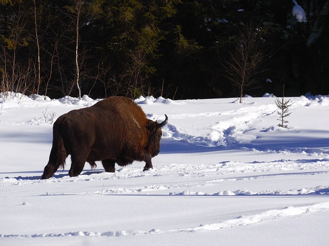 У мережу потрапили рідкісні кадри з відпочинку зубрів у засніжених Карпатах. Фото: Львівське обласне управління лісового та мисливського господарства