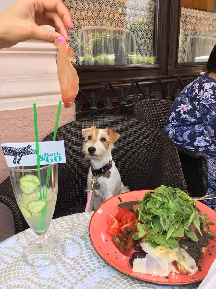 Куди впускають з котом і собакою: 7 pet-friendly ресторанів Львова