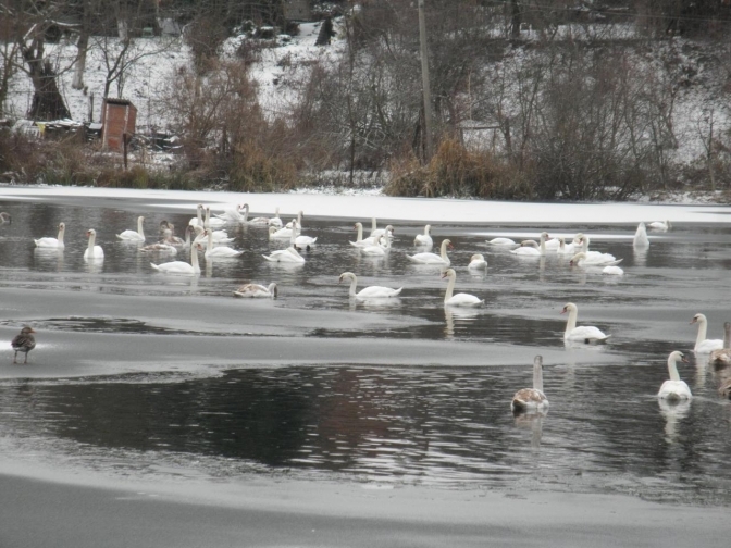 Лебеді в Городку. Фото: Городоцька міська рада