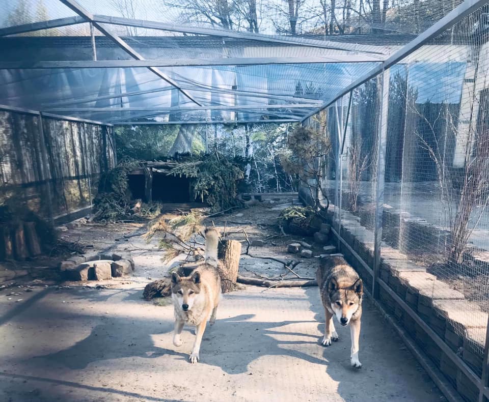 Домівка врятованих тварин. Фото: Орест Залипський