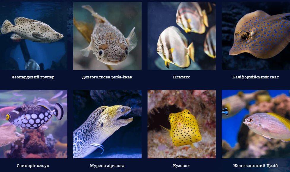 Жителі океанаріуму. Скріншот з сайту
