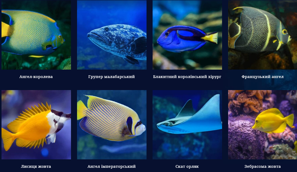 Жителі океанаріуму. Скріншот з сайту