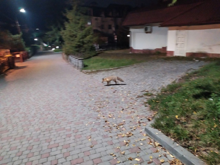 Лисиця в Трускавці. Фото: Depo.Львів