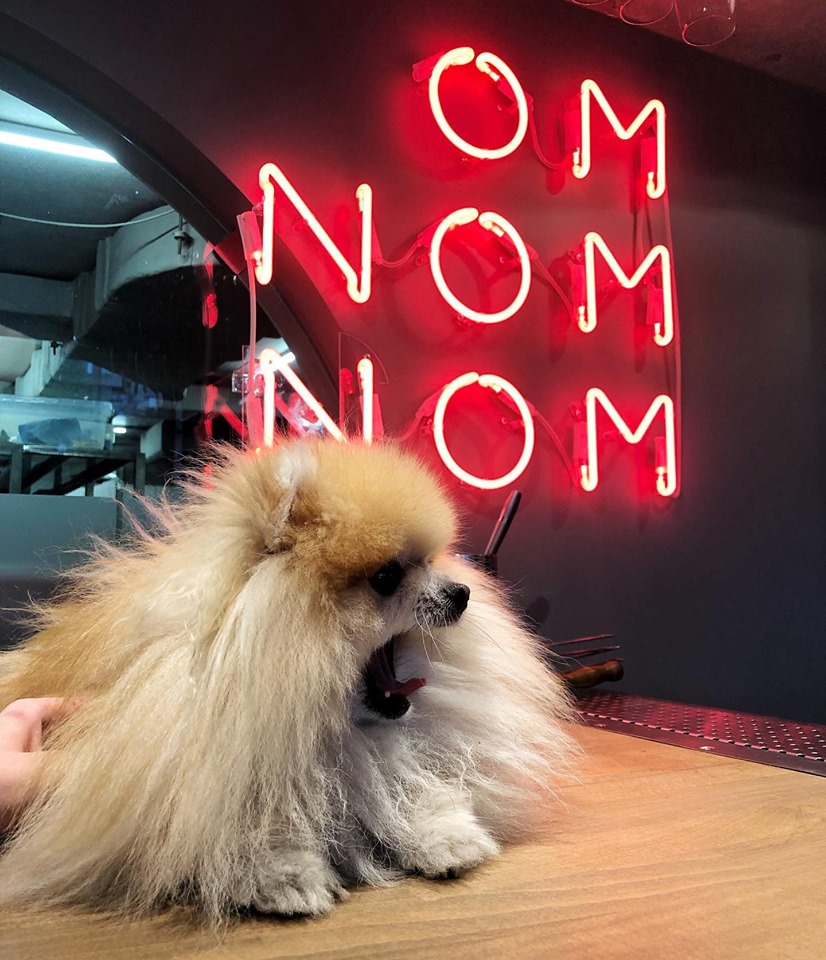 Куди впускають з котом і собакою: 7 pet-friendly ресторанів Львова