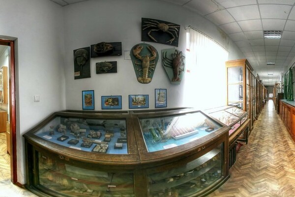 Експонати. Фото: Зоологічний музей