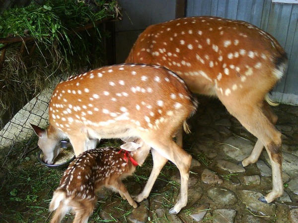 Олені в зоопарку "Едельвейс". Фото: dity.lviv.ua