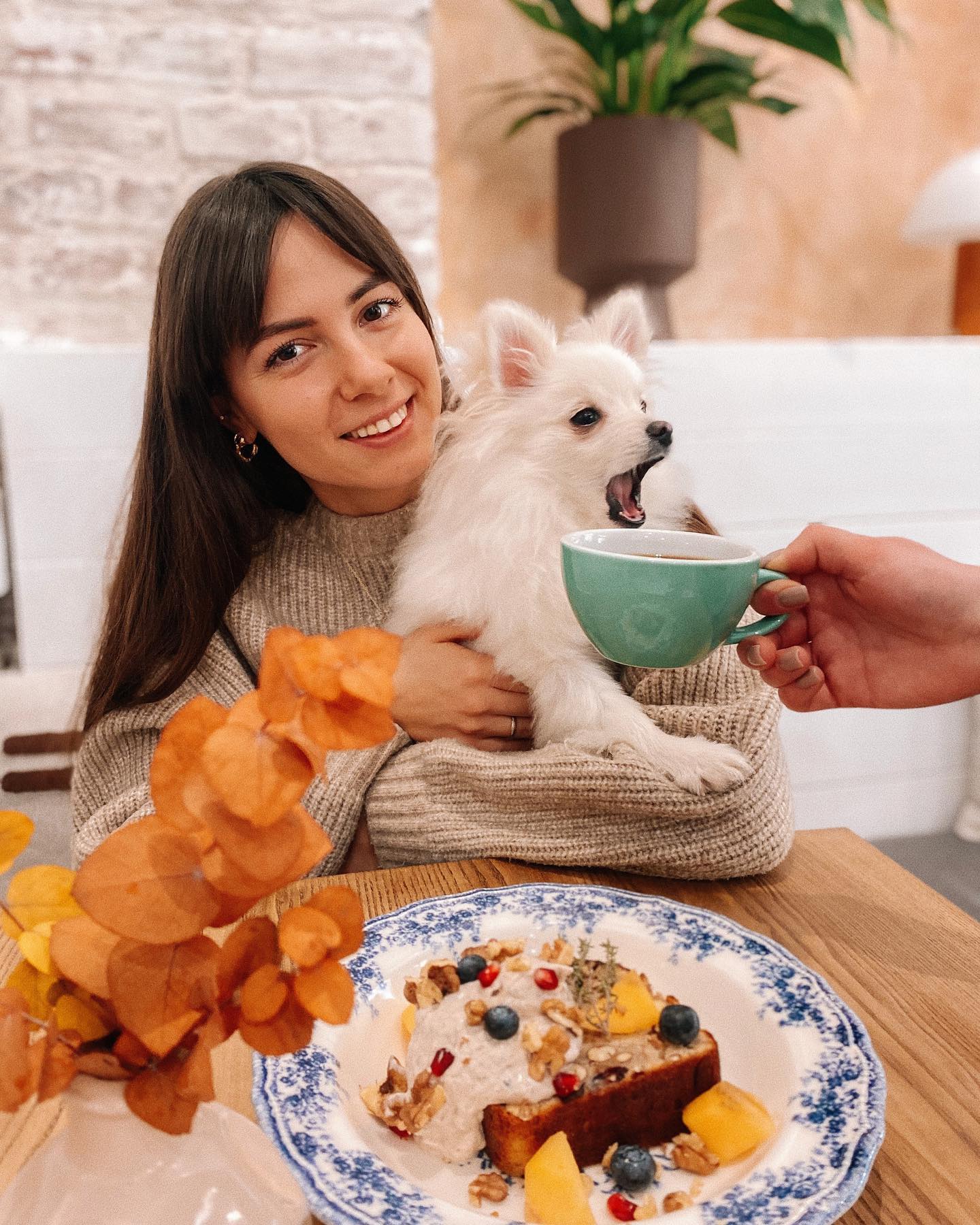 Куди впускають з котом і собакою: 7 pet-friendly ресторанів Львова