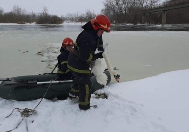 Лебеді в Сокалі. Фото: ГУ ДСНС
