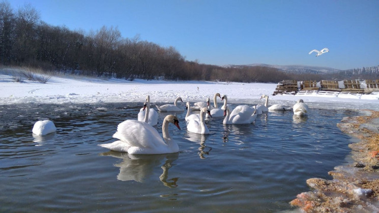 Лебеді в Трускавці. Фото: Depo.Львів