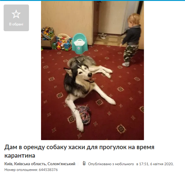 Оголошення про вигул собаки на час карантину. Скріншоти з OLX.