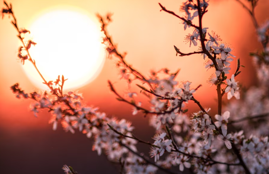 День весняного рівнодення 2023 року. Фото: freepik