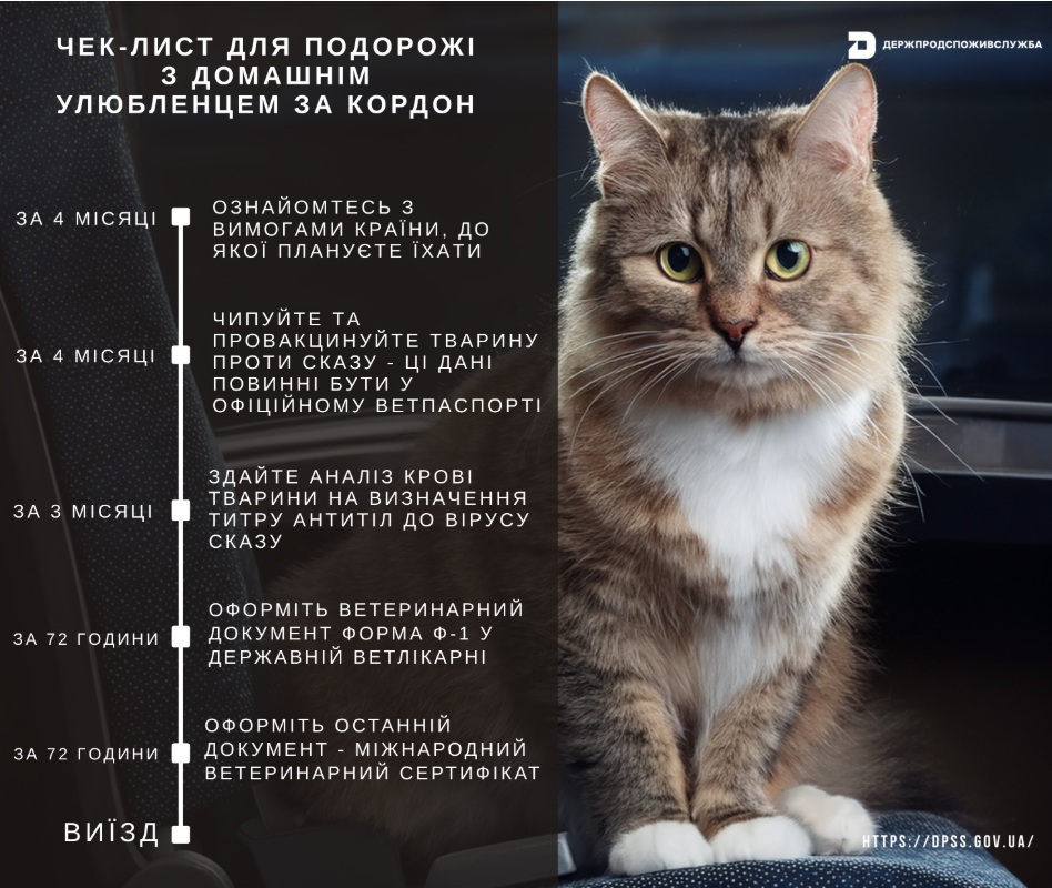 Як виїхати за кордон з домашнім улюбленцем: чек-лист довідок та документів фото 4 3
