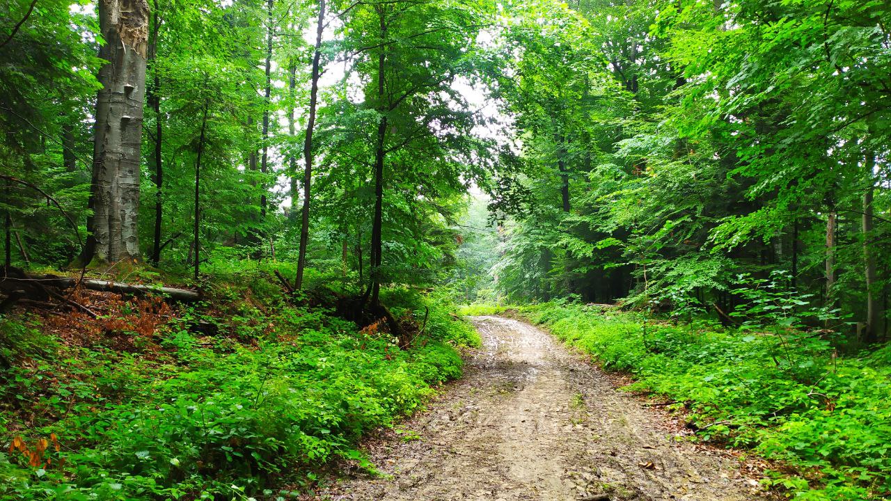 Нова оглядова вежа у Карпатах: як доїхати зі Львова, ціни 2022