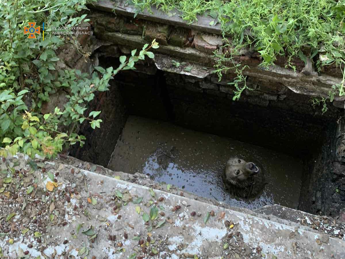 У Сокалі собака відбіг від господаря і впав у триметрову яму