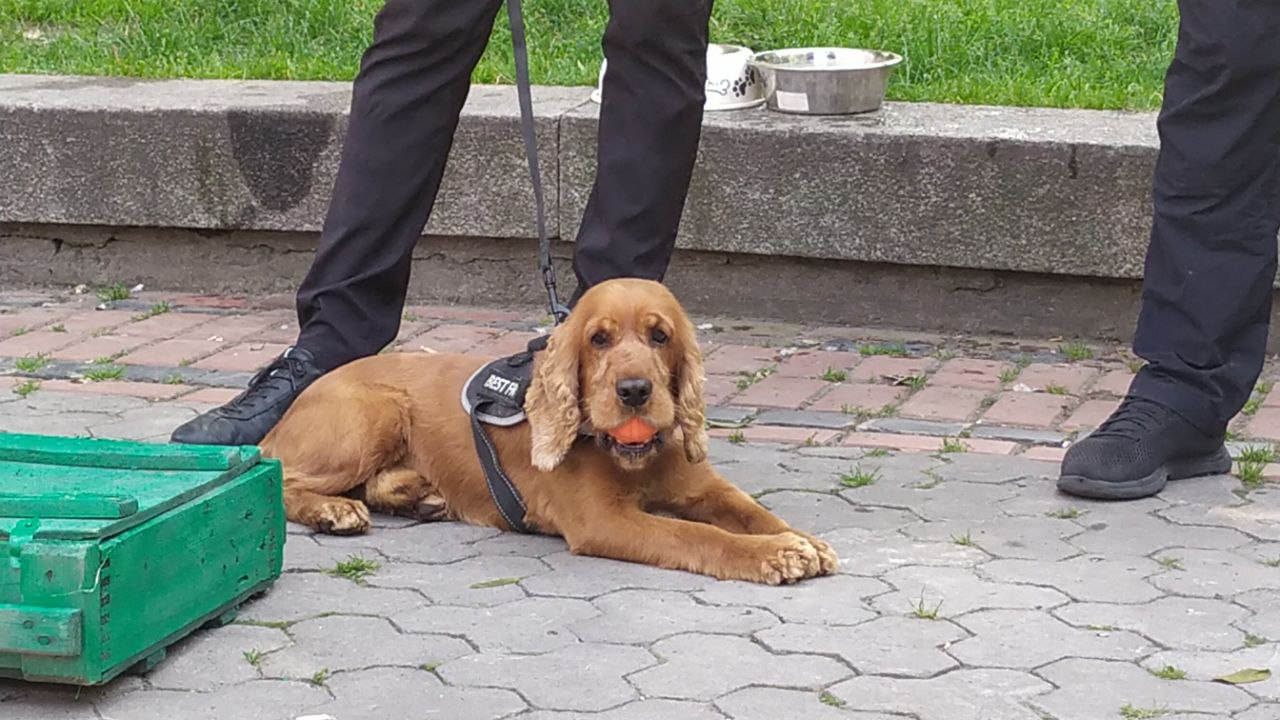 У Львові відбувся Shelter Fest