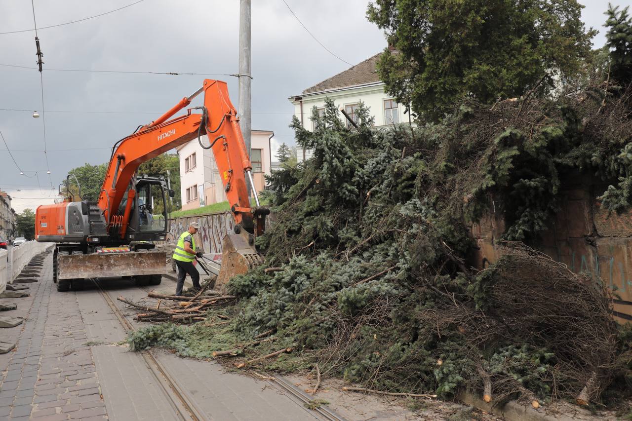 У центрі Львова зрізають 8 ялинок висотою 18 метрів, чому це хороша новина