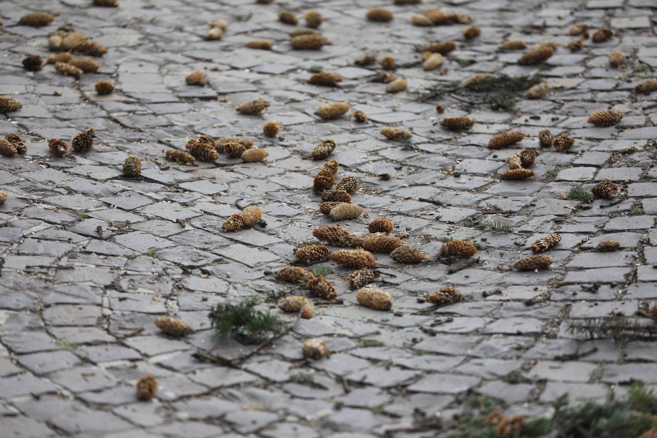 У центрі Львова зрізають 8 ялинок висотою 18 метрів, чому це хороша новина