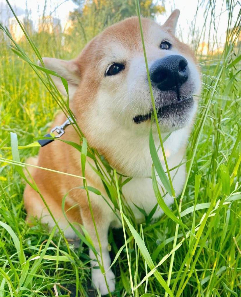 Даша Астаф&rsquo;єва звинувачує ветклініку у вбивстві її собаки -