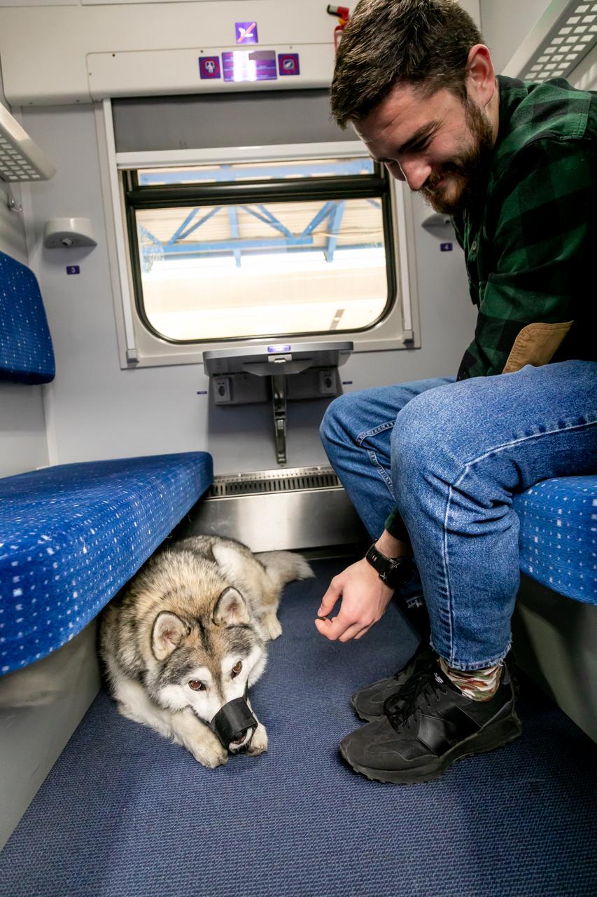 Укрзалізниця оновила правила перевезення домашніх тварин