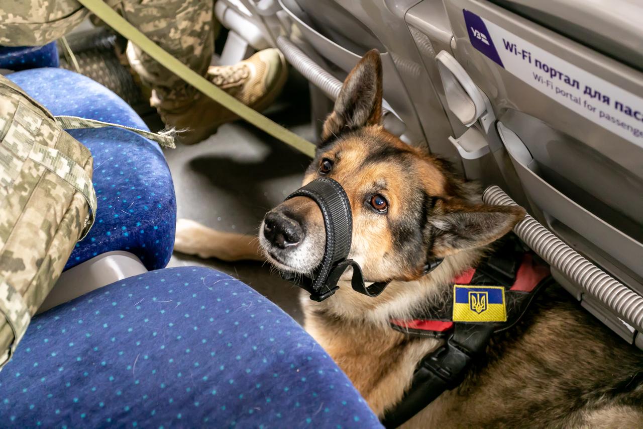 Укрзалізниця оновила правила перевезення домашніх тварин