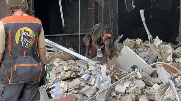 Померла собака-рятувальниця Ханна, яка знайшла понад 170 людей під завалами в Україні фото 1