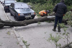 Бережи голову: сильний вітер повалив дерева у Львові  фото