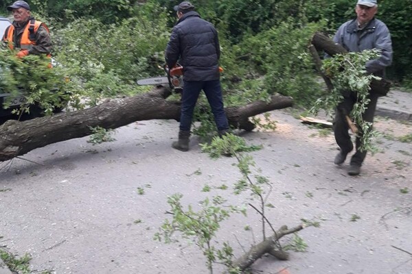 Бережи голову: сильний вітер повалив дерева у Львові  фото 1