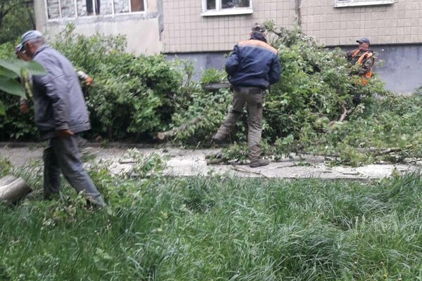 Бережи голову: сильний вітер повалив дерева у Львові  фото 3