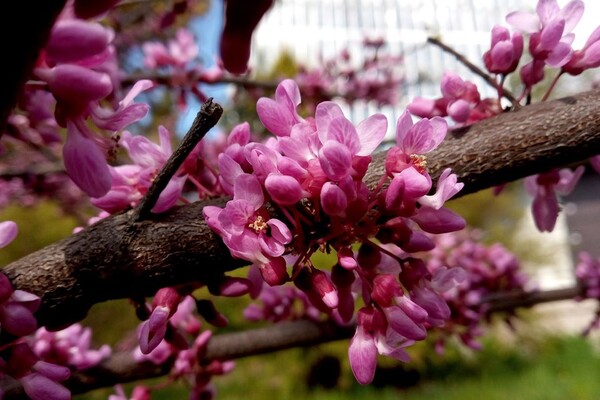 Новини з львівського Ботсаду: стовбур Юдиного дерева вкрився кривавими квітами фото 3