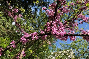 Новини з львівського Ботсаду: стовбур Юдиного дерева вкрився кривавими квітами фото 4