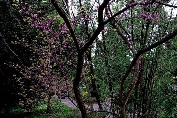 Новини з львівського Ботсаду: стовбур Юдиного дерева вкрився кривавими квітами фото 6
