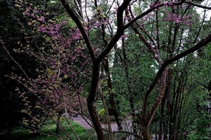 Новини з львівського Ботсаду: стовбур Юдиного дерева вкрився кривавими квітами фото 6