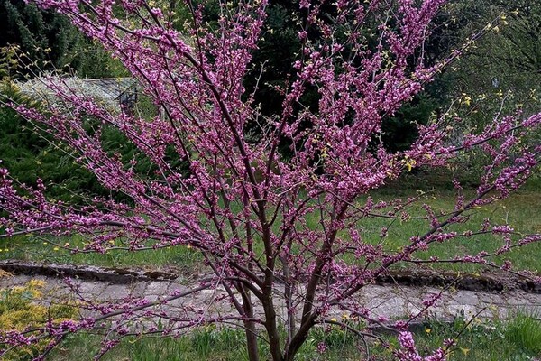 Новини з львівського Ботсаду: стовбур Юдиного дерева вкрився кривавими квітами фото 7