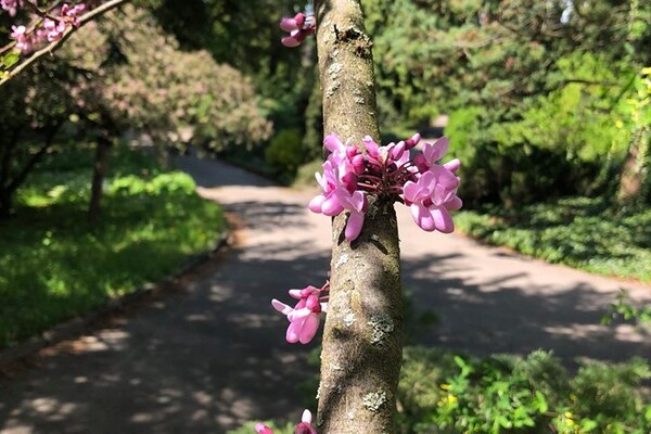 Новини з львівського Ботсаду: стовбур Юдиного дерева вкрився кривавими квітами фото 8