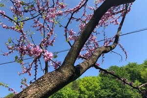 Новини з львівського Ботсаду: стовбур Юдиного дерева вкрився кривавими квітами фото 9